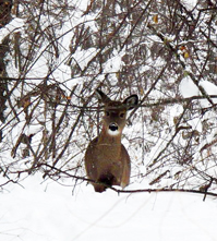 Deer on a winter trail