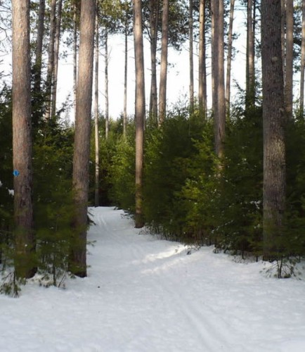 UMaine trails