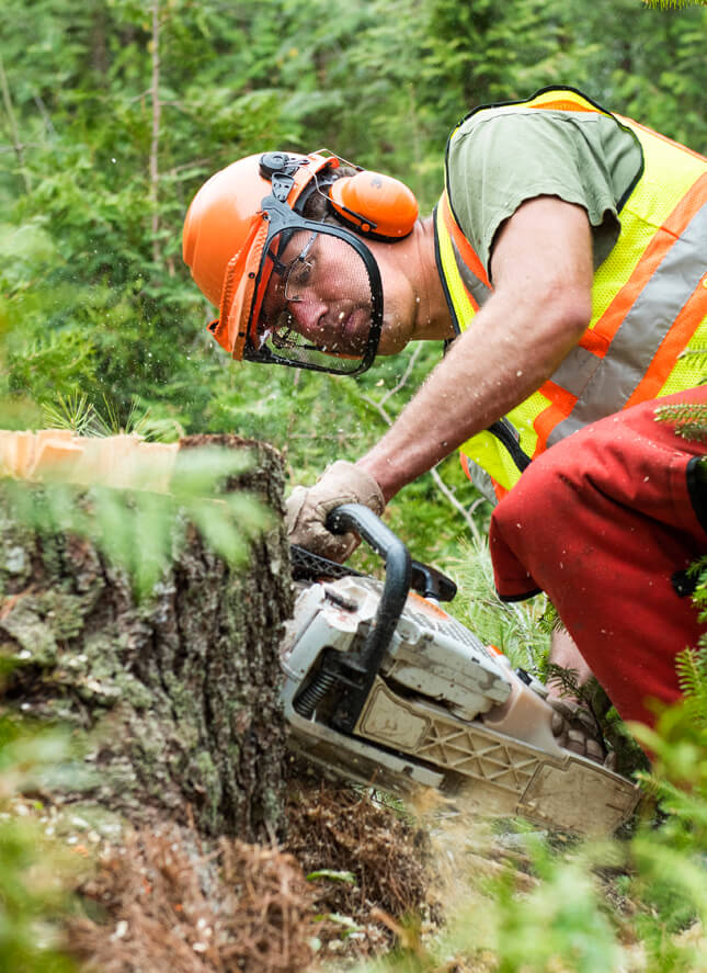 Man cutting a tree stump with a chainsaw