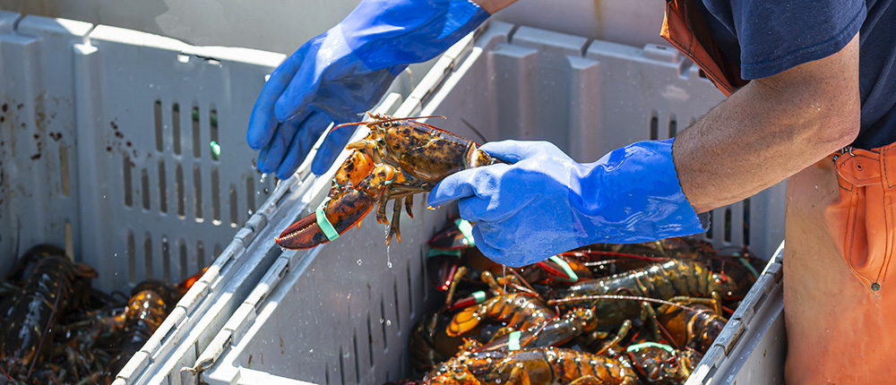 Close up of live Maine lobster being held by fisherman