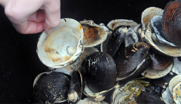 A photo of shells