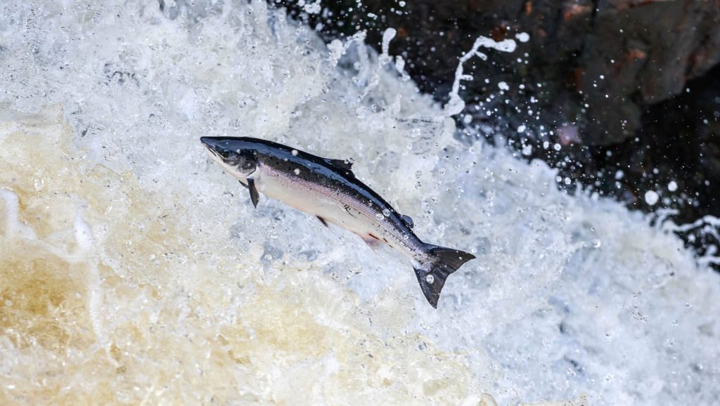A photo of a salmon leaping upstream
