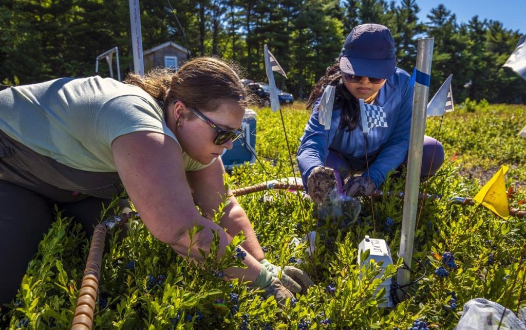 A photo of two people working in a blueberry field