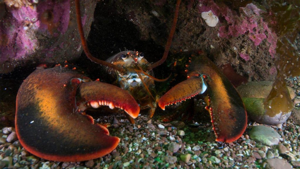 A photo of an American lobster on the ocean floor